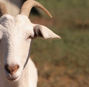 Goat for sacrifice in Islam