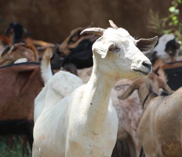 2024-01-10. 1043. Aqeeqah Aqeeqah