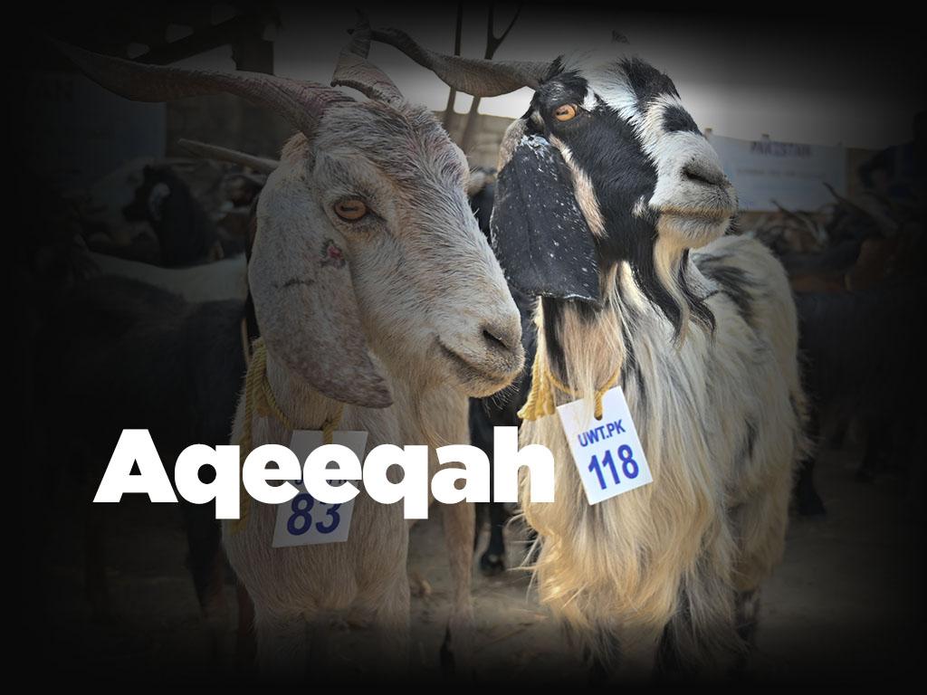 Aqeeqah by Ummah Welfare Trust