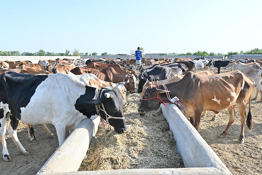 Qurbani 2025 by Ummah Welfare Trust
