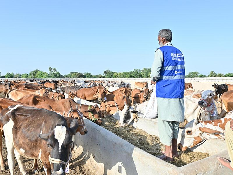 Qurbani livestock in the field