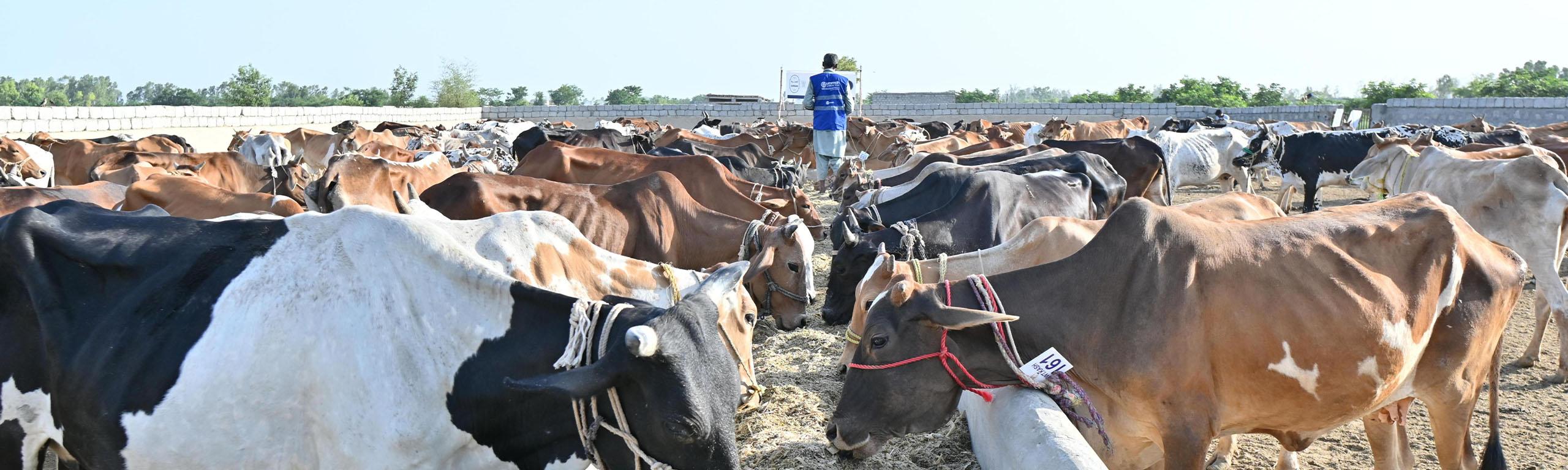 Qurbani livestock