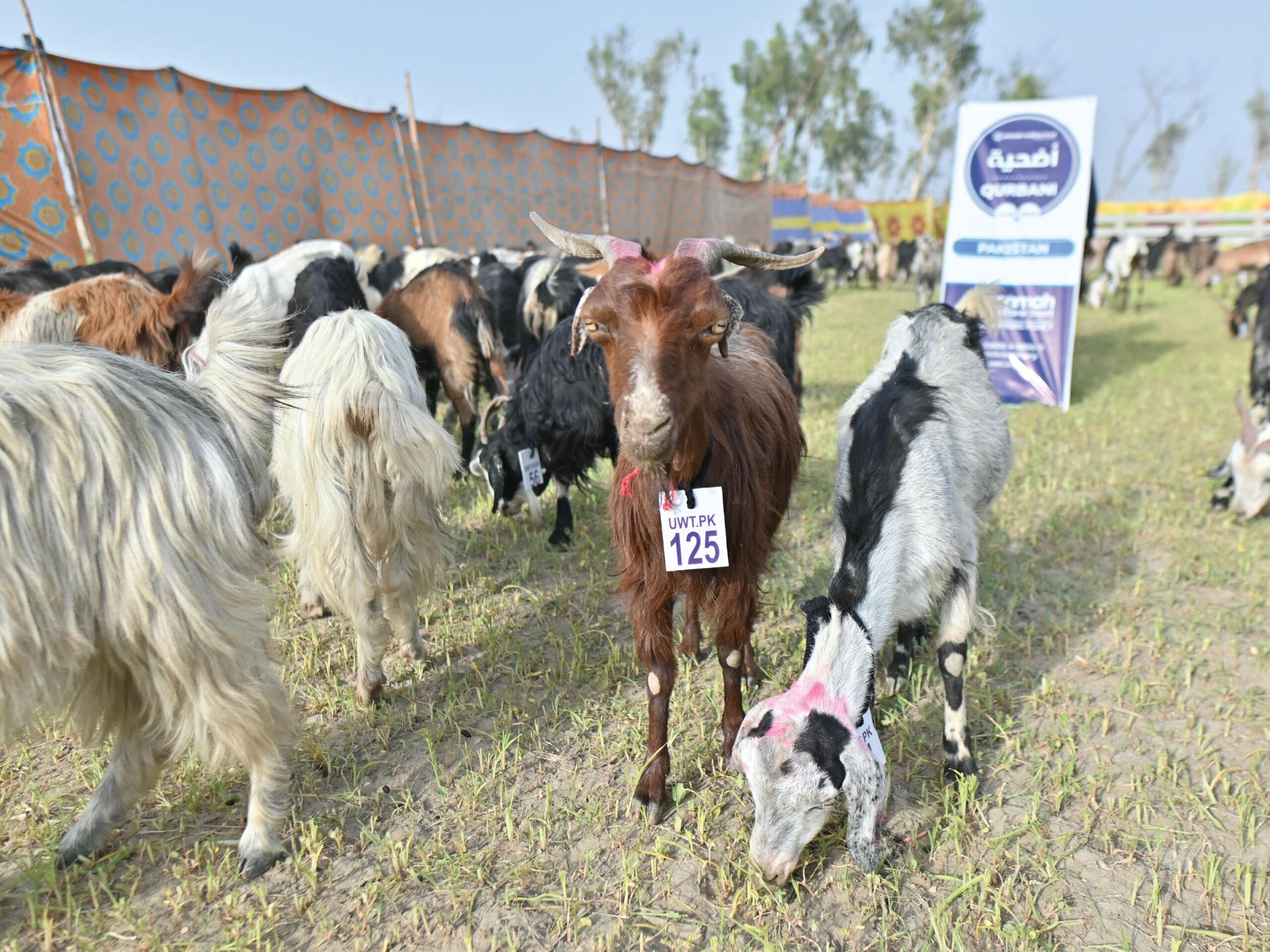 Qurbani distribution image